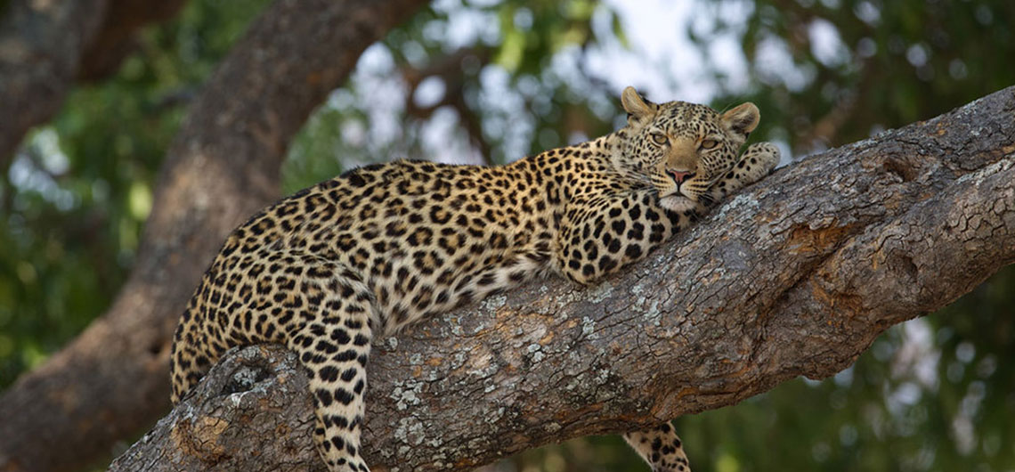 Sri Lanka Safari Guide, Find Sri Lanka Safari Operator