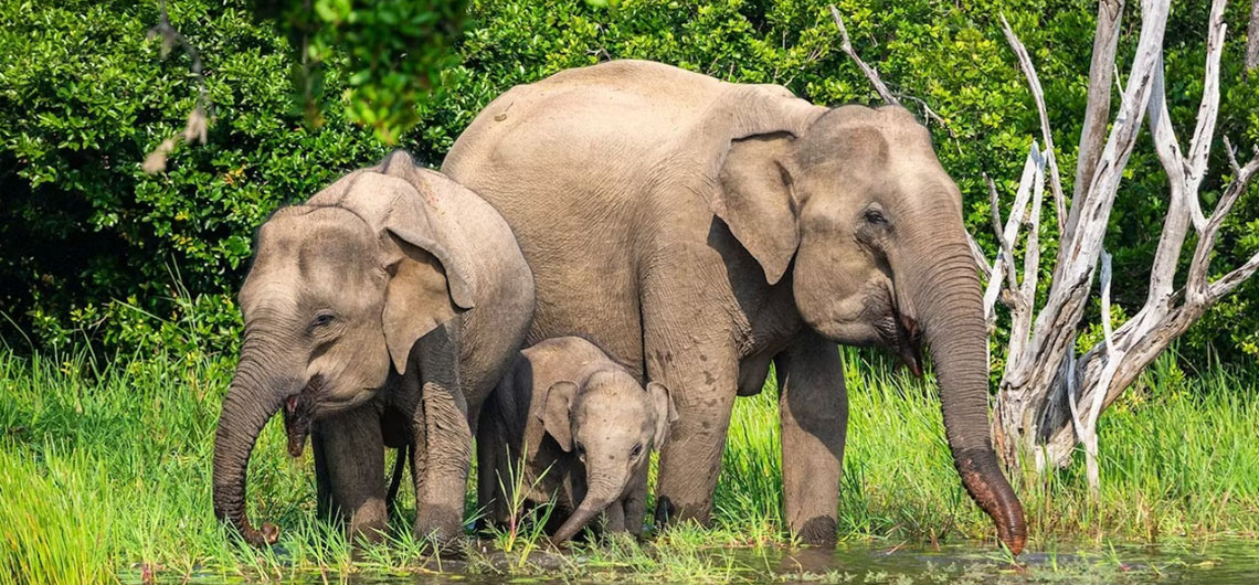 Sri Lanka Safari Guide, Find Sri Lanka Safari Operator